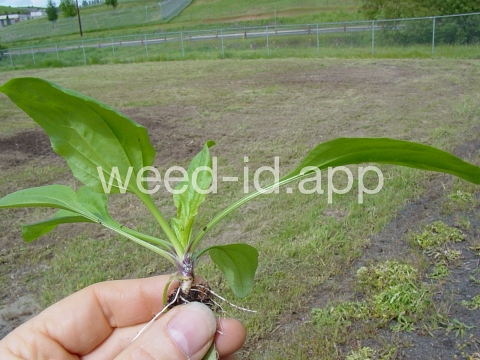 plantain, blackseed